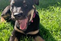 Sent in by Grace: This is Leia she is a 10 week old, Kelpie cross Labrador puppy who loves to play.